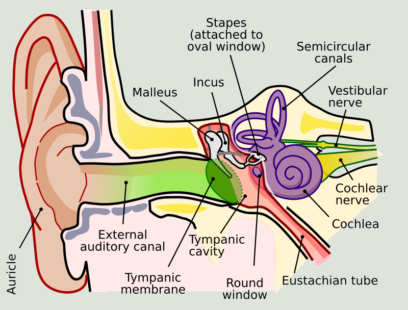 Anatomy of the human ear